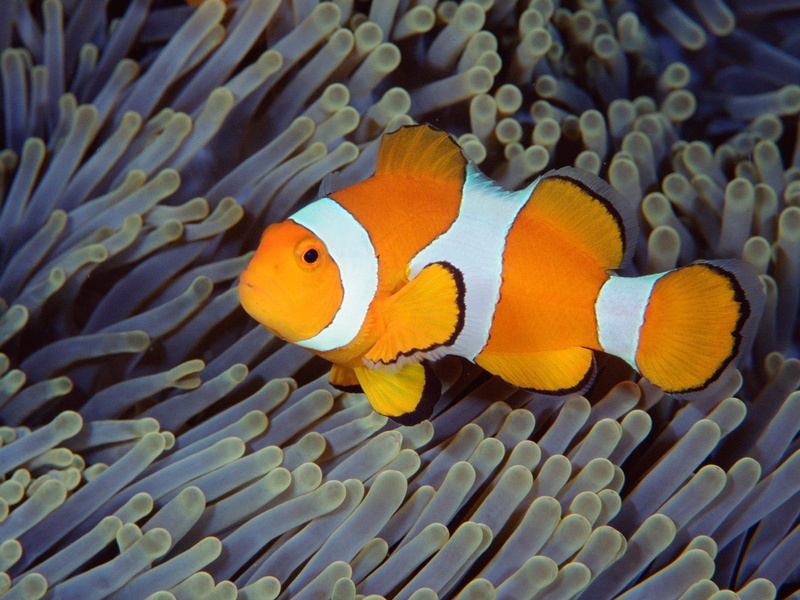 Sea, Indonesia, no people, symbiotic relationship, water, swimming, animals in the wild, sea anemone, sea life, clown fish, saltwater fish, 720P, Fish