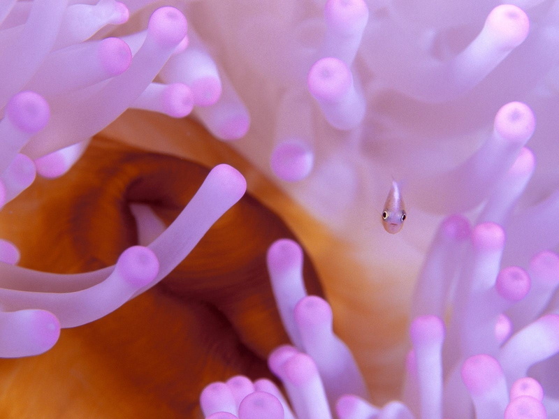 fish, multi Colored, beauty In Nature, sea life, close-up, undersea, coral, abstract, no people, animal, invertebrate, pattern, algae, anemonefish, 720P