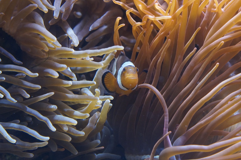 aquarium, sea animal, animal wildlife, invertebrates, nemo, protection, meeresbewohner, Sea Anemones, exotic, water creature, shelter, sea, creature, aquatic animals