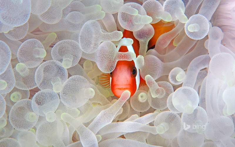 clown fish, animal, invertebrate, 1080P, vertebrate, november, animals in the wild, fish, bing, undersea, nature, animal themes, swimming, underwater
