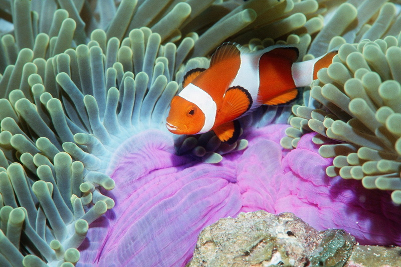 invertebrate, underwater, animal wildlife, marine, one animal, tropical, no people, water, symbiotic relationship, fish, sea, Reef, ocean, fishes, clown fish