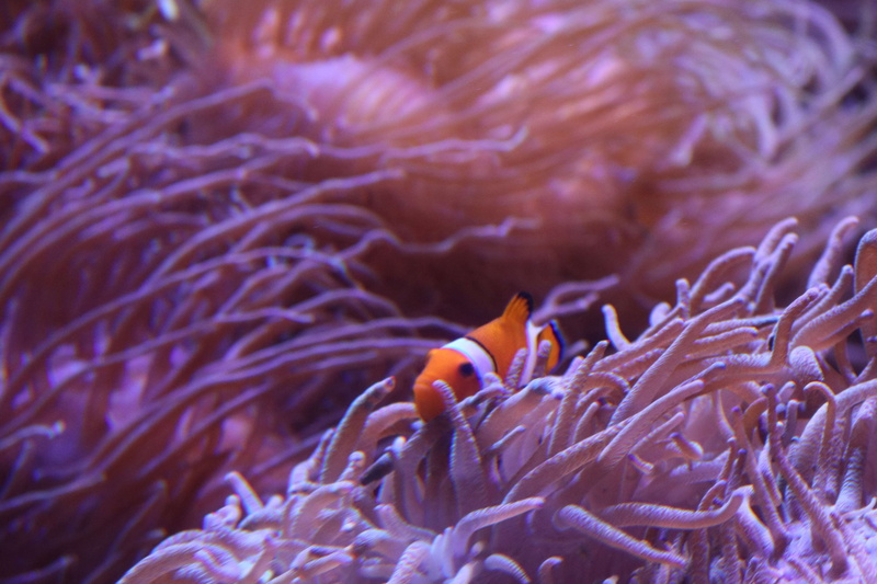 marine, one animal, vertebrate, coral, animal, animal themes, sea, hide and seek, water, no people, animal wildlife, fish, underwater, nature, aquarium