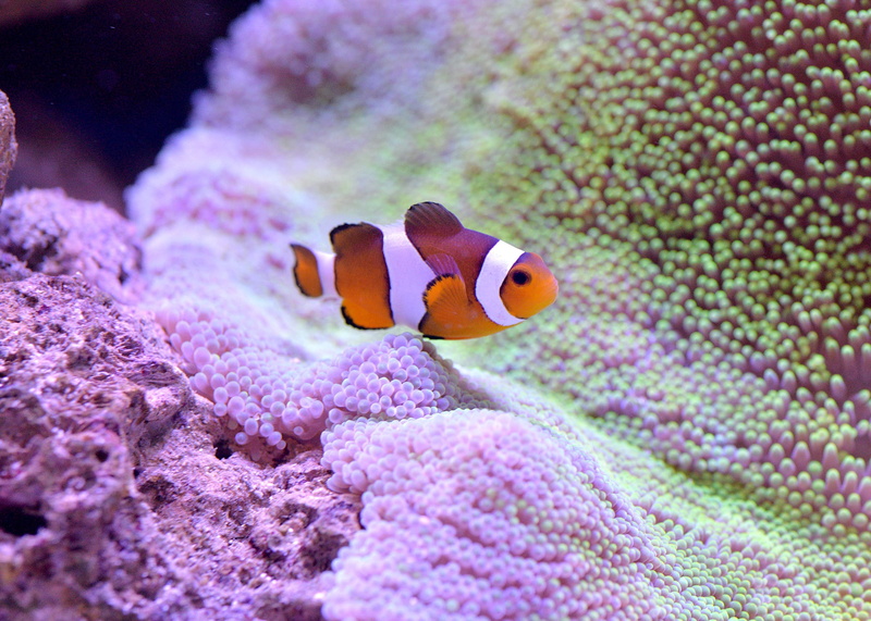 marine, clown fish, animal themes, undersea, fish, sea life, 1080P, underwater, invertebrate, coral, one animal, aquarium, no people, symbiotic relationship