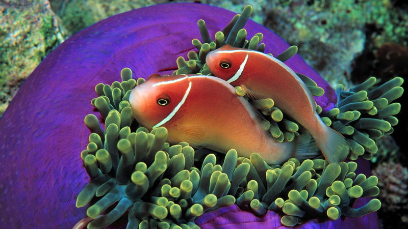 pomacentridae, sea life, animals in the wild, reef, coral reef, animal wildlife, clown fish, sea, 1080P, sea anemone, undersea, animal, coral, vertebrate