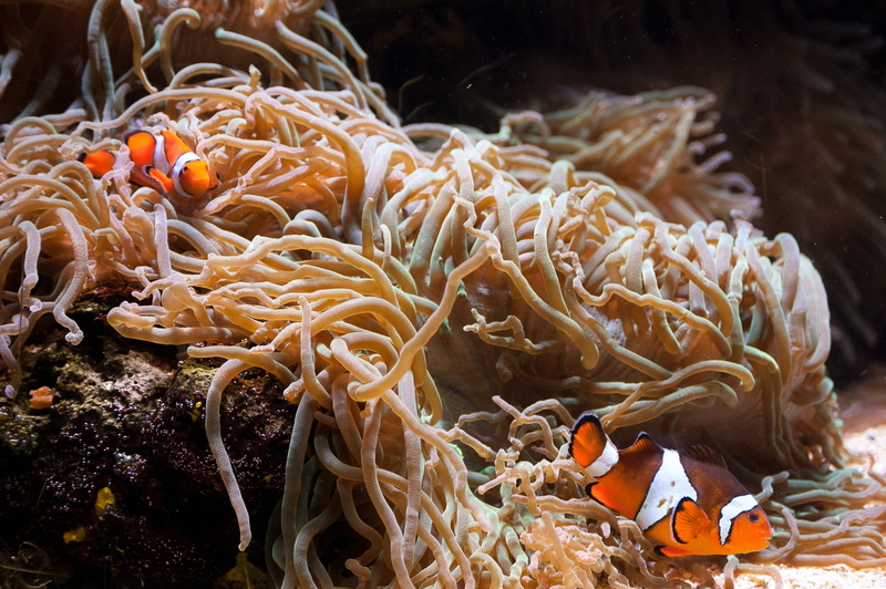 marine, beauty in nature, sea life, nature, water, clown fish, vegetarian food, underwater, animal themes, sea, animals in the wild, 2K, fish, no people