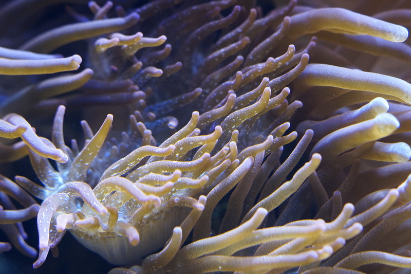 aquarium, sea life, sea anemones, no people, anemones, close-up, 5K, underwater, symbiotic relationship, structure, poisonous, ecosystem, exotic, animal wildlife