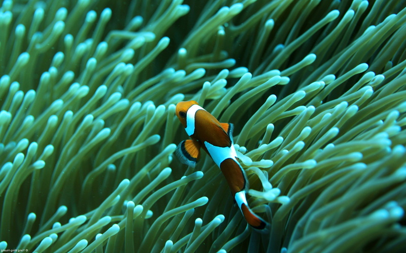 no people, animals, fish, Sea Anemones, underwater, Clownfish, vertebrate, water, clown fish, sea life, one animal, animal, invertebrate, 1080P, ecosystem