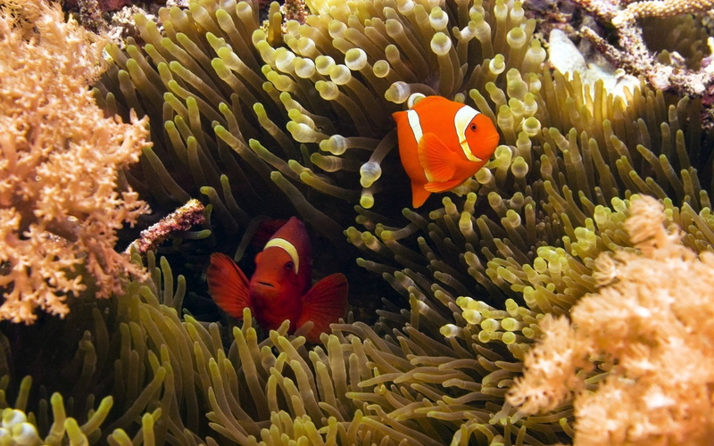 marine, animals fish, nature, saltwater fish, animals in the wild, animal themes, coral, invertebrate, beauty in nature, group of animals, vertebrate, fish