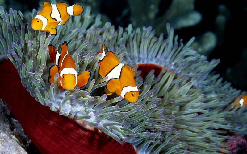 hd, undersea, outdoors, ecosystem, fish, corals, animal, sea, underwater, sea life, clown fish, invertebrate, coral, group of animals, marine