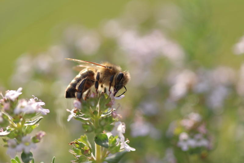 no people, blossom, symbiotic relationship, close-up, animals in the wild, bumblebee, animal, vulnerability, growth, nature, animal wildlife, 5K, sprinkle