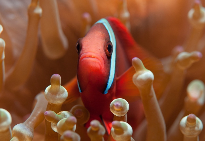 small, fish, invertebrate, undersea, one animal, symbiotic relationship, animal themes, tropical fish, beauty in nature, orange color, no people, animals fish macro