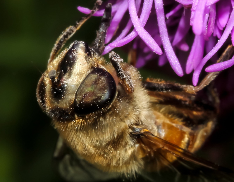 beekeeper, insect, macro, flower head, nectar, animals in the wild, one animal, beeswax, buzz, bug, pollen, flowering plant, fly, growth, beehive, animal wildlife
