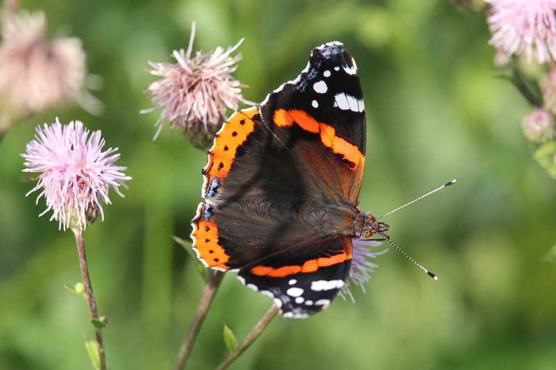 butterfly - insect, flower head, thistle flowers, no people, flower, animal wildlife, flowering plant, insect, animal wing, vulnerability, outdoors, butterfly