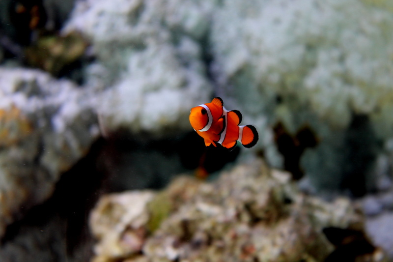 marine, fish, aquarium, one animal, animal wildlife, vertebrate, nemo, animal themes, undersea, nature, beauty in nature, clown fish, water, invertebrate