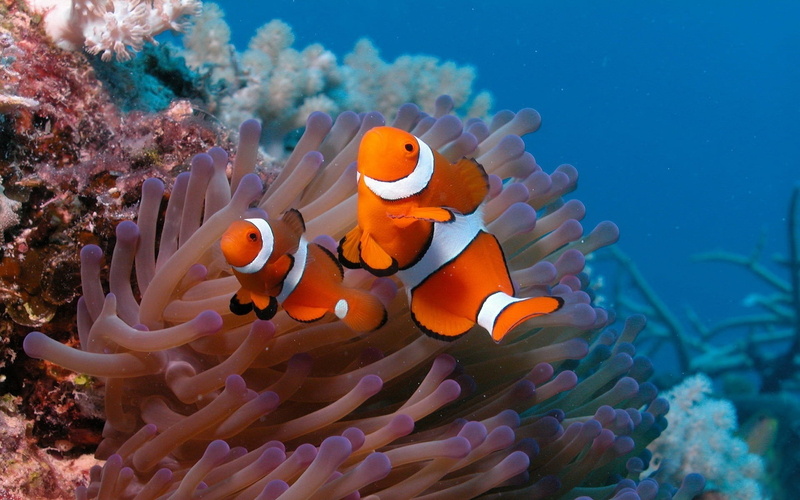 animal themes, clown fish, invertebrate, undersea, no people, marine, two, water, animals in the wild, symbiotic relationship, ecosystem, underwater, 1080P