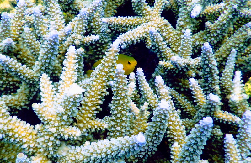 symbiotic relationship, one animal, fish, 2K, biology, animal wildlife, invertebrate, nature, full frame, animals in the wild, animal themes, sea, pet