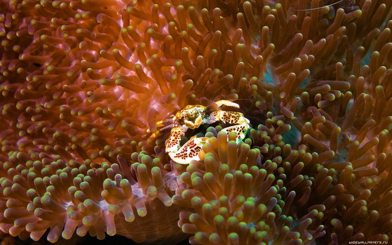 marine, undersea, nature, animal themes, animal, 1080P, close-up, one animal, fish, symbiotic relationship, water, sea, animals in the wild, invertebrate