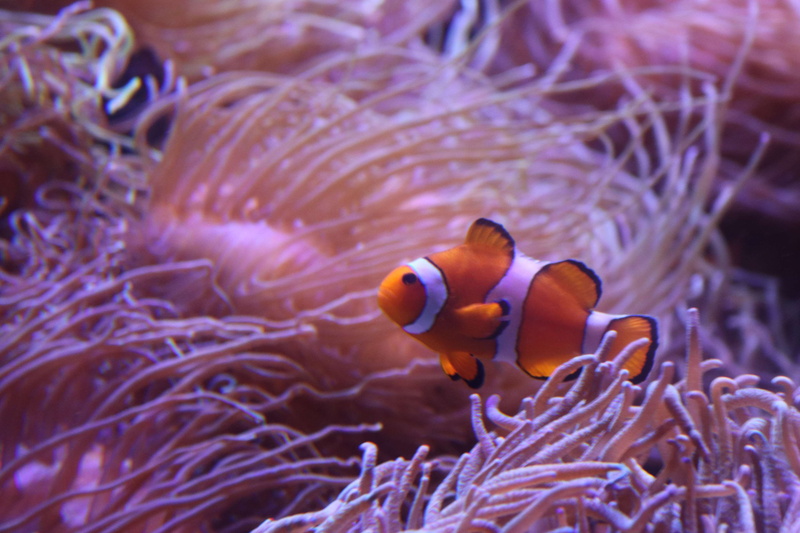 animal wildlife, fish, animal themes, undersea, underwater, vertebrate, outdoors, swimming, coral, invertebrate, marine, sea life, 4K, clown fish, group of animals