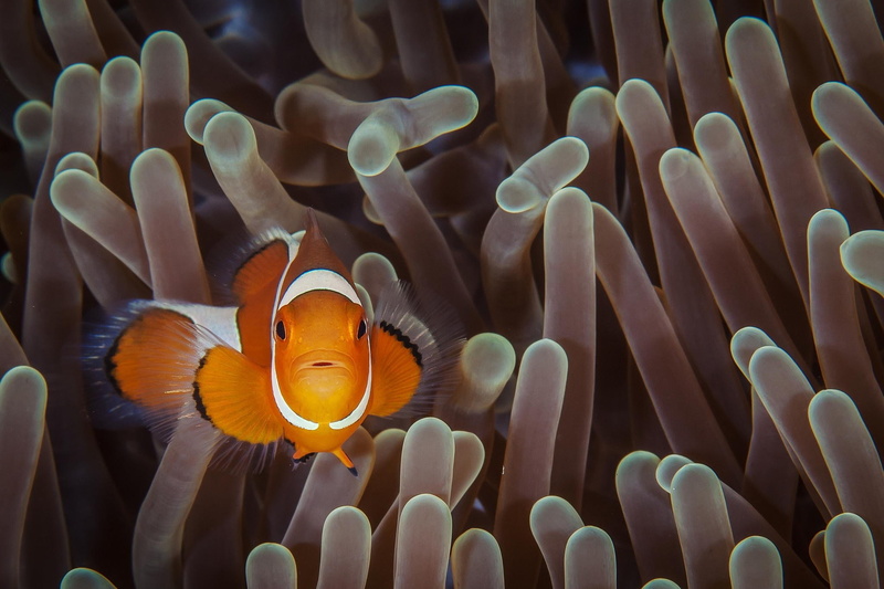 animal, animal themes, animals in the wild, 1080P, animal wildlife, beauty in nature, one animal, marine, symbiotic relationship, underwater, fish, invertebrate