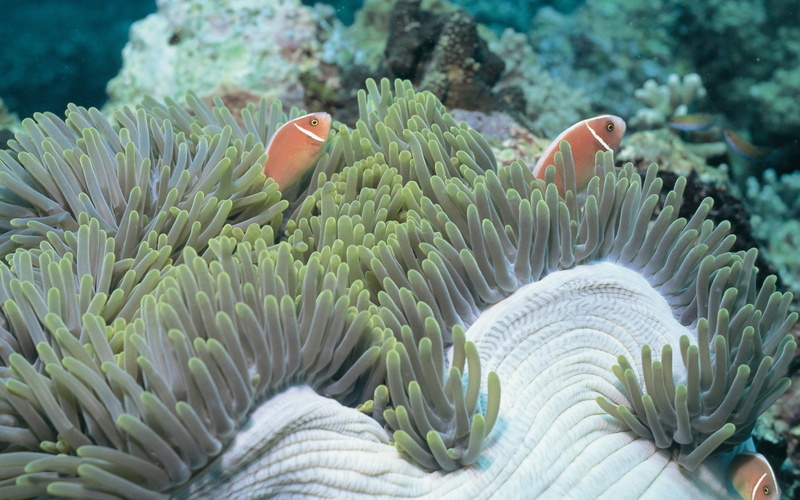 sea anemone, nature, invertebrate, fish, symbiotic relationship, beauty in nature, underwater, coral, 2K, animals in the wild, ecosystem, vertebrate, no people