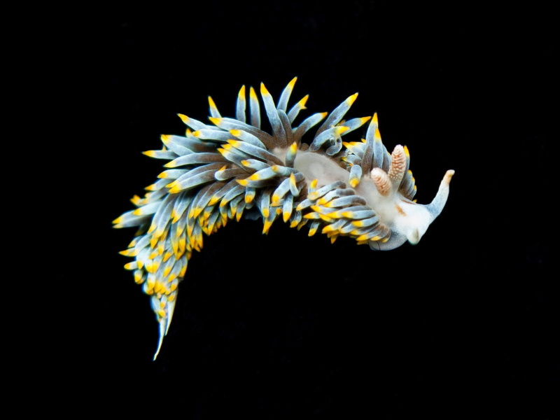 Animal, Sea Slug, Nudibranch, 1080P