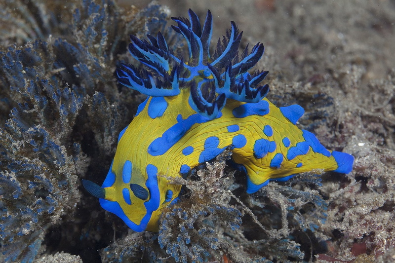 Sea Slug, Nudibranch, Animal, 1080P