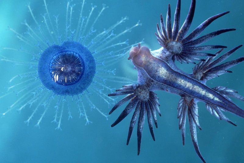 Animal, Glaucus atlanticus, 720P, Nudibranch, Sea Slug