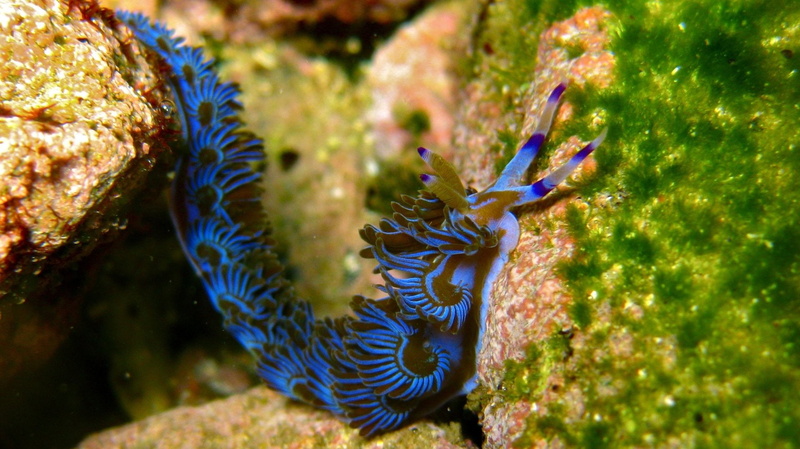 1080P, Sea Slug, Nudibranch, Animal