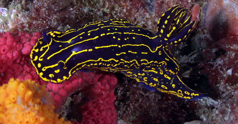 Sea Slug, Nudibranch, Animal, 1080P