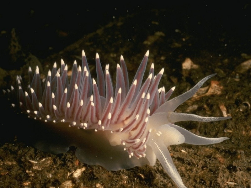 Nudibranch, Animal, 720P, Sea Slug