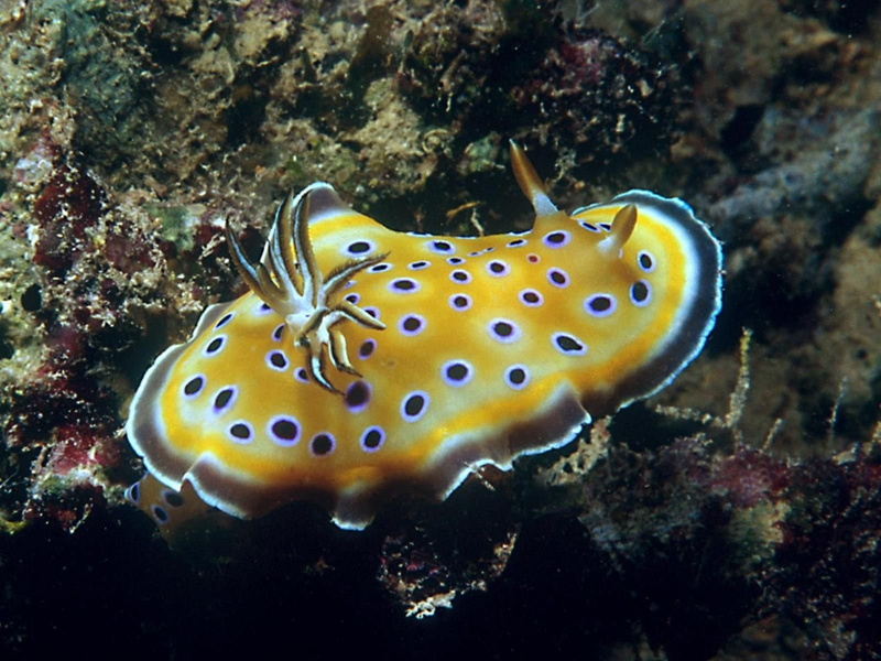 Animal, 720P, Sea Slug, Nudibranch