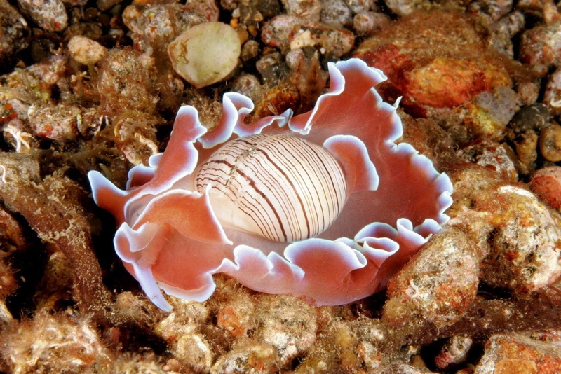 Nudibranch, Animal, 720P, Sea Slug