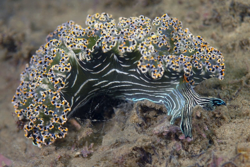 Sea Slug, Animal, Nudibranch, 720P