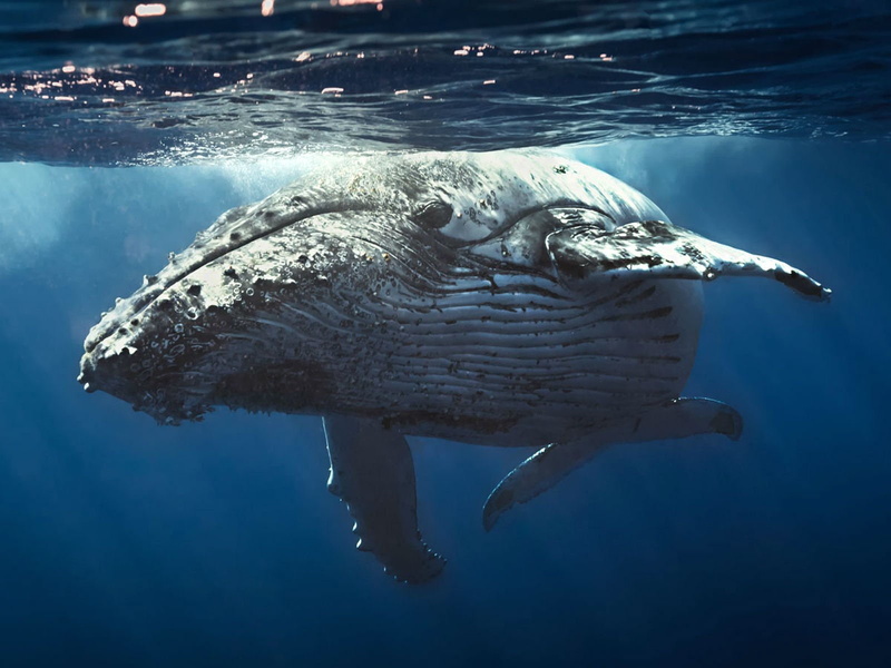 whales, ocean, fish, underwater, sea, 720P, whale, sealife