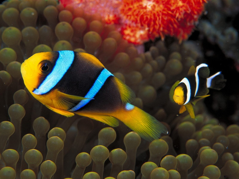 sea anemones, sea, underwater, undersea, marine, animals in the wild, animal wildlife, 720P, nature, clown fish, clownfish, beauty in nature, water, profile view