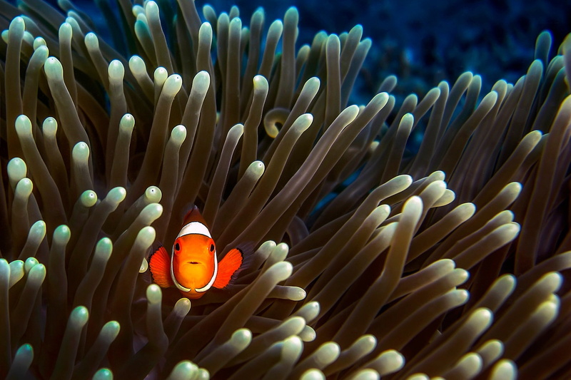 fish, 1080P, clownfish, animals, sea anemones