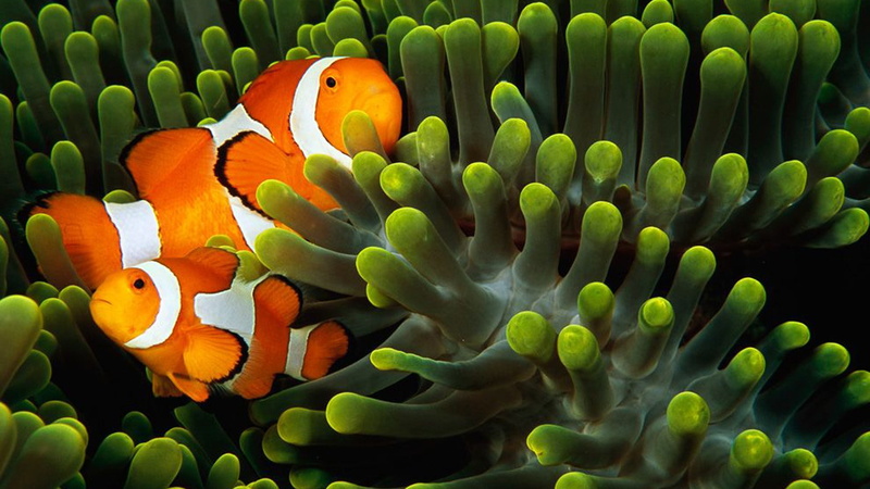 beauty in nature, vertebrate, group of animals, animal themes, ecosystem, sea, nature, clown fish, invertebrate, coral, animal, animals, outdoors, clownfish