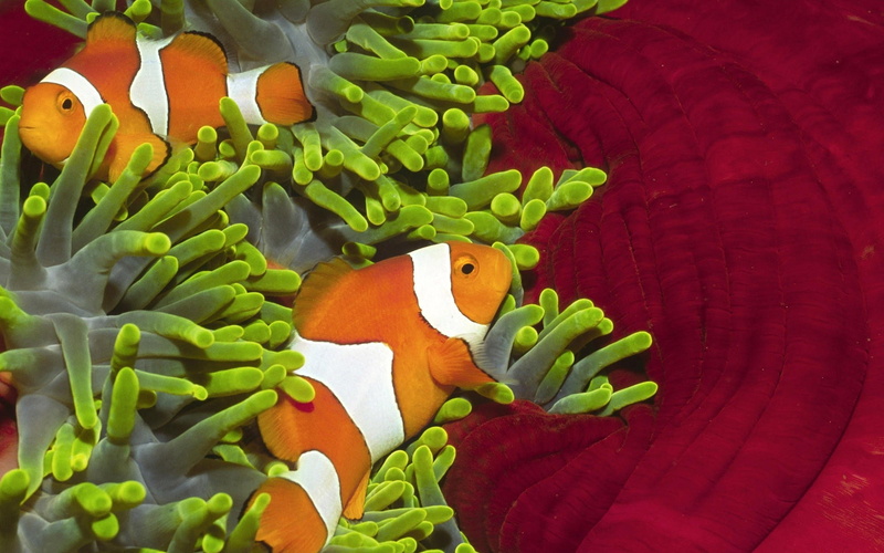 sea anemones, fish, 1080P, clownfish
