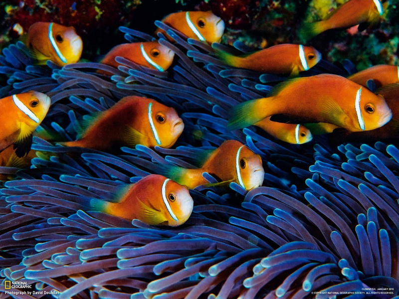 animal wildlife, no people, sea anemones, animal, clownfish, water, vertebrate, animals in the wild, undersea, fish, invertebrate, coral, marine, animal themes
