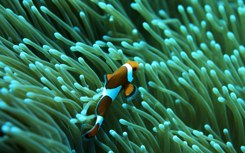 fish, sea, anemones, underwater, sea anemones, 1080P, clownfish