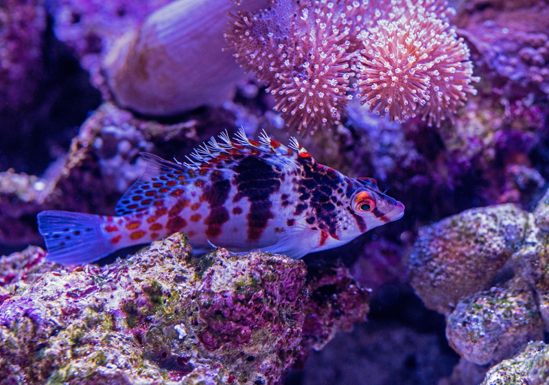 animal, invertebrate, tropical fish, 5K, beauty in nature, aquarium, vertebrate, near, animal themes, no people, one animal, black, grey, david clode