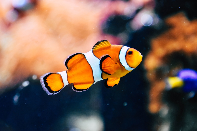 clown, multi Colored, swimming Animal, nature, 5K, animal, sea Anemone, saltwater Fish, blue, anemonefish, underwater, stripe, orange, wildlife, nemo