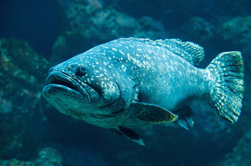 queensland groper, black, 5K, beauty in nature, groper, aquarium, no people, sea, swimming, sea life, animal wildlife, animal themes, underwater, coral