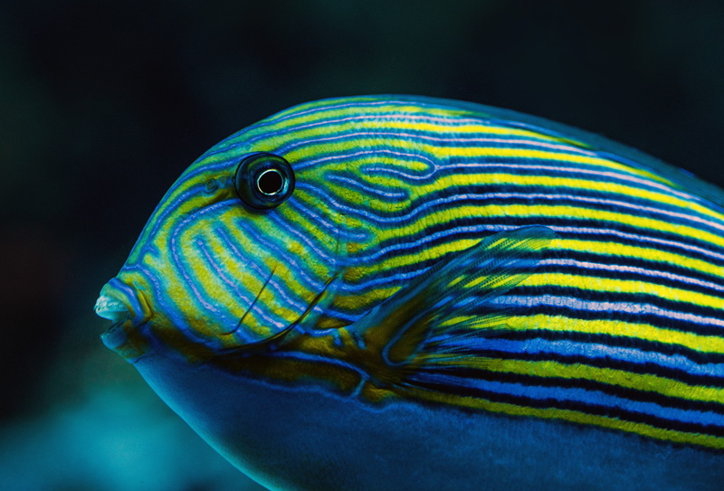 eye, striped surgeon fish, fish, lined surgeon fish, underwater, close, yellow, animal themes, animal head, 5K, sea life, close-up, blue, saltwater fish