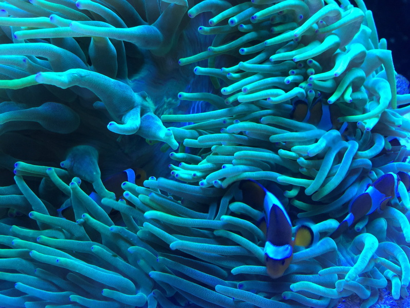 corral, invertebrate, australien, no people, school of fish, sea ​​anemone, nemo, seeanemone, beside, turquoise colored, meer, australia, animals in the wild