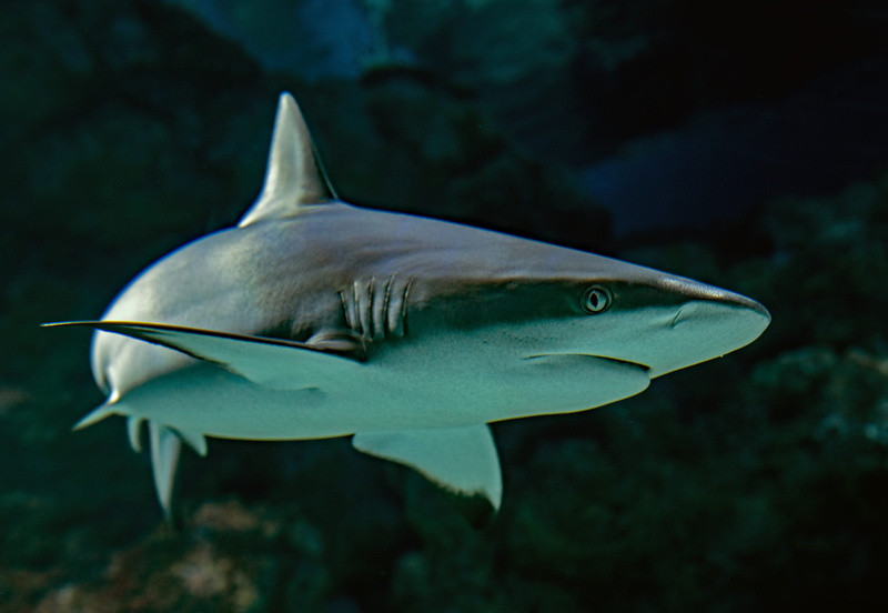 deep, swim, david clode, photography, murderer, eye, 4K, carnivore, aggression, gray reef shark, light, no People, shark, ocean, blue shark, swimming