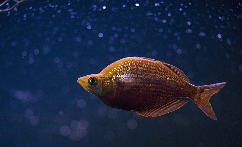 no people, aquarium, undersea, tropical, underwater, animal, animals in the wild, swimming, water, animal themes, blue, fish, orange, ocean, cichlid, glass - material