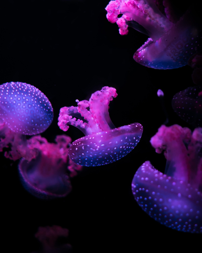 nature, cnidarian, animal, wildlife, blue, jelly fish, photography, floating on water, jellyfishes, animal wildlife, fish Tank, sea Life, beauty in nature