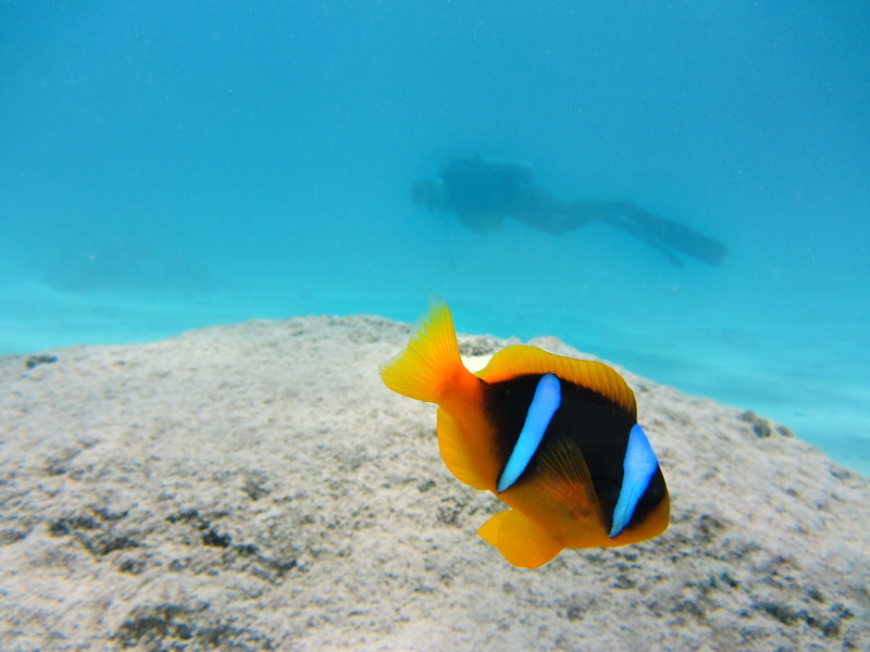 water, animal themes, undersea, fish, 4K, turquoise colored, vertebrate, no people, nemo, marine, swimming, ocean, beauty in nature, coral, yellow, diver