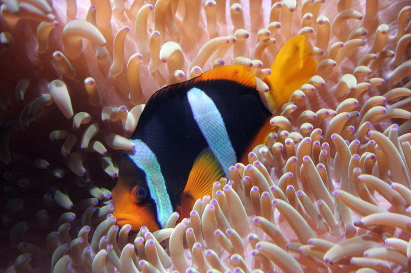 Aquarium, sea life, orange, multi Colored, blue, animals in the wild, animal, 720P, underwater, skunk Anemone Fish, undersea, fish, Sea, Tank, wildlife